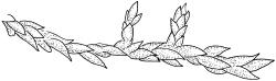 Fallaciella robusta. Part of stoloniferous shoot. Drawn from holotype, A.J. Fife 8137, CHR 438186.
 Image: R.C. Wagstaff © 2003 British Bryological Society. Reprinted by permission of Informa UK Limited, trading Taylor & Francis Group, https://www.tandfonline.com on behalf of British Bryological Society. Reprinted by permission of Informa UK Limited, trading Taylor & Francis Group, https://www.tandfonline.com on behalf of British Bryological Society.